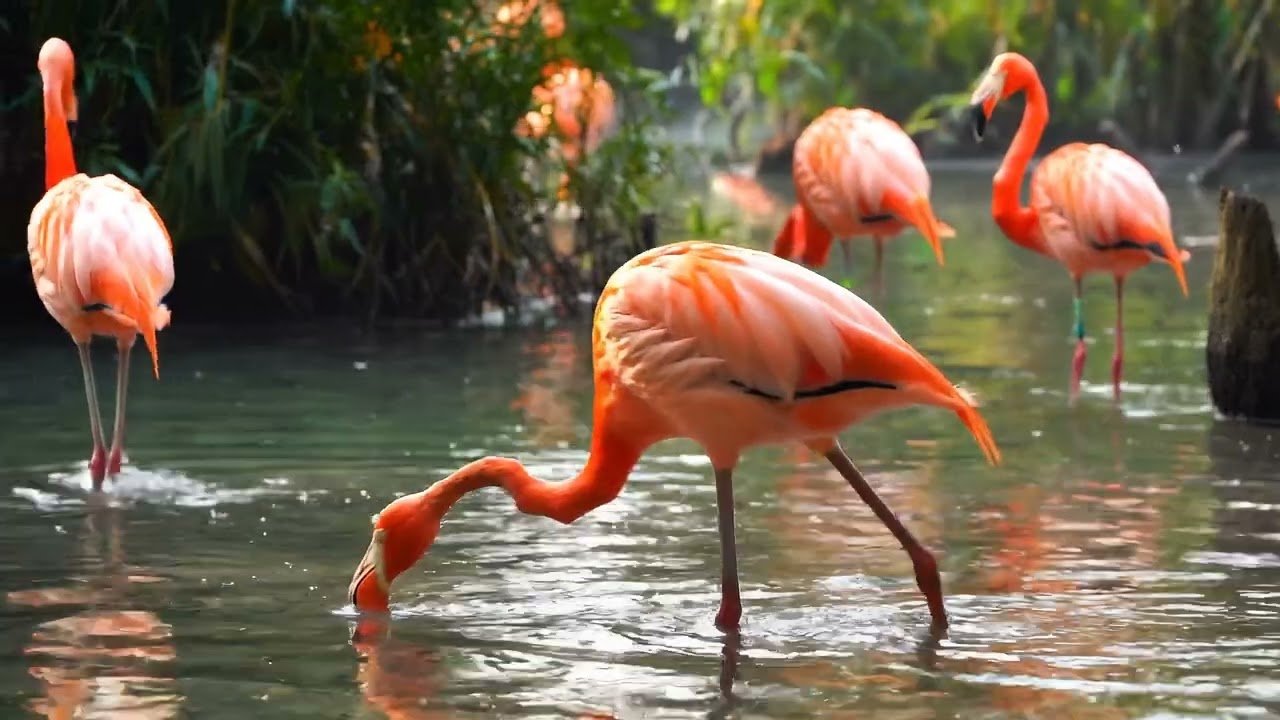 Veo demo | Flamingos
