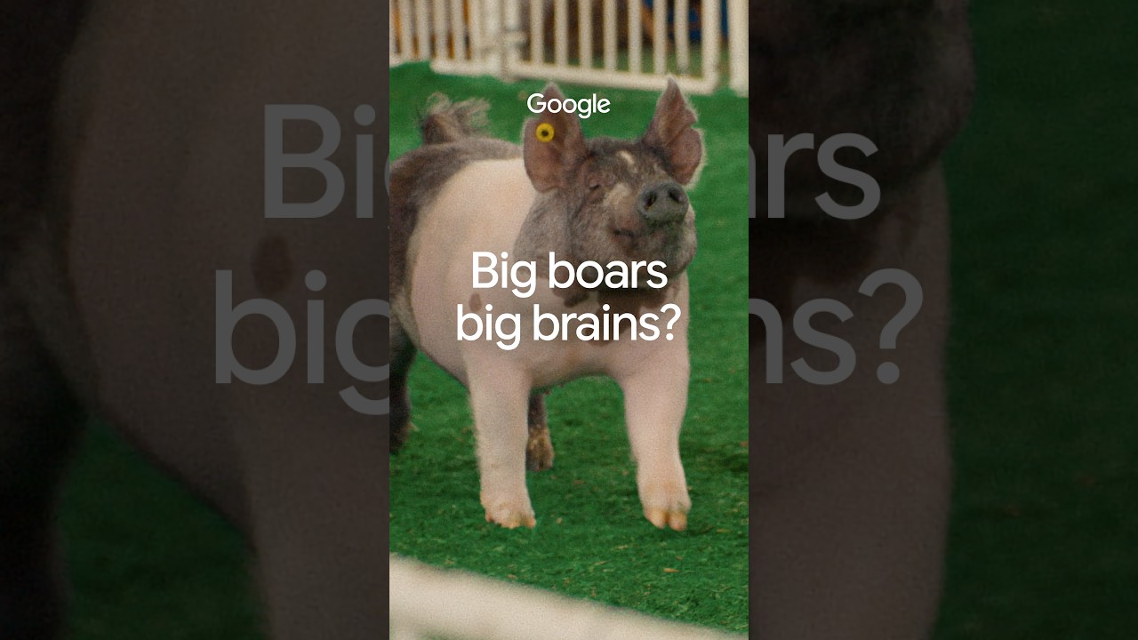 Can pigs breathe through their 🍑?
