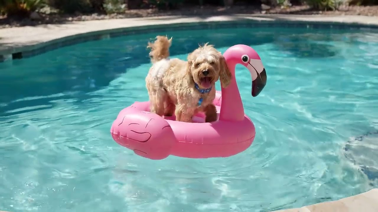 Veo demo | Cockapoo