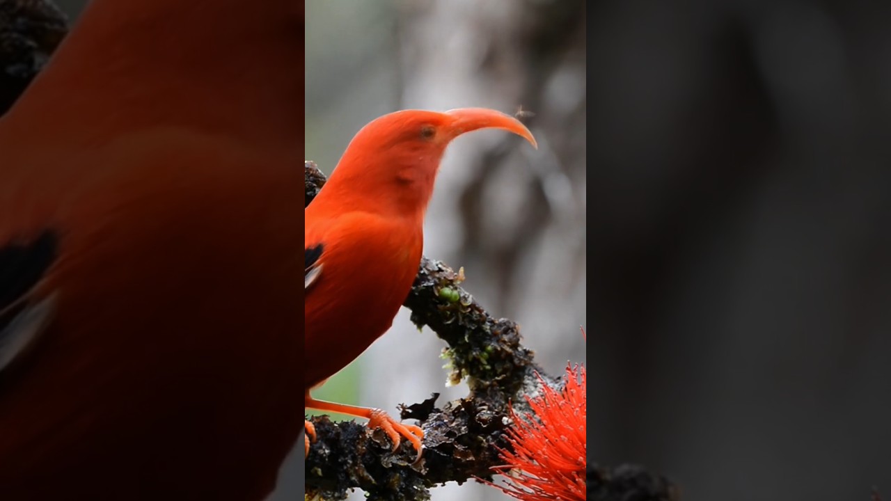 Get a bird’s eye view of how scientists use Google’s Perch model to help save endangered birds.